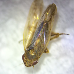 Ebarrius cognatus